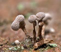 Attēlu rezultāti vaicājumam “Phleogena faginea”