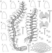 Attēlu rezultāti vaicājumam “Calypogeia sphagnicola”