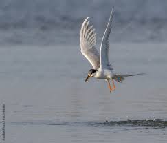 Image result for Sterna forsteri