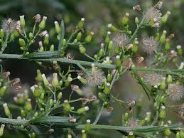 Attēlu rezultāti vaicājumam “Erigeron canadensis”