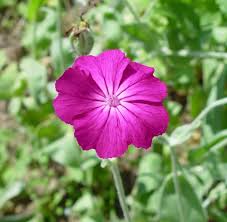 Image result for Lychnis coronaria