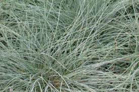 Attēlu rezultāti vaicājumam “Festuca arenaria”