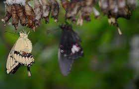 Image result for Papilionoidea