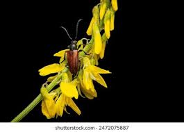 Attēlu rezultāti vaicājumam “Anastrangalia sanguinolenta male”