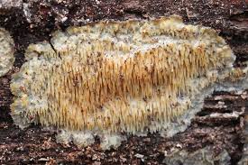 Attēlu rezultāti vaicājumam “Radulomyces confluens”