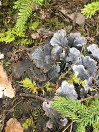 Attēlu rezultāti vaicājumam “Peltigera canina”