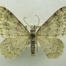 Attēlu rezultāti vaicājumam “Hydrelia sylvata”