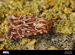 Attēlu rezultāti vaicājumam “Lycophotia porphyrea”