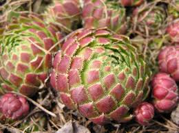 Attēlu rezultāti vaicājumam “Jovibarba globifera fruit”