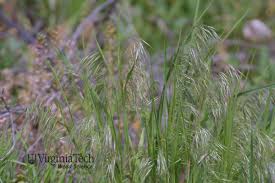 Attēlu rezultāti vaicājumam “Anisantha tectorum”