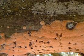 Attēlu rezultāti vaicājumam “Rhodonia placenta”