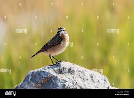 Attēlu rezultāti vaicājumam “Saxicola rubetra adult”