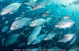 Image result for Pseudocaranx dentex