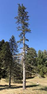 Attēlu rezultāti vaicājumam “Picea pungens”