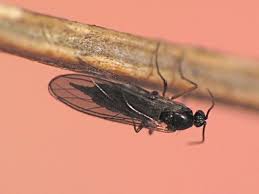 Attēlu rezultāti vaicājumam “Sciaridae”