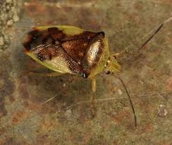 Attēlu rezultāti vaicājumam “Elasmostethus interstinctus imago”