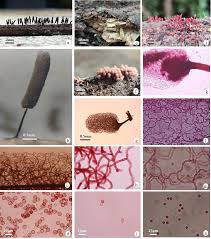 Attēlu rezultāti vaicājumam “Physarum notabile stalked”