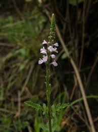 Image result for Verbena officinalis