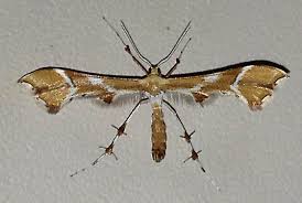 Attēlu rezultāti vaicājumam “Cnaemidophorus rhododactyla”