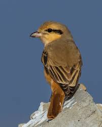 Image result for Lanius isabellinus