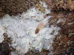 Attēlu rezultāti vaicājumam “Phlebiopsis gigantea”