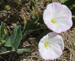 Attēlu rezultāti vaicājumam “Convolvulus arvensis flower”