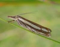 Attēlu rezultāti vaicājumam “Crambus silvella”