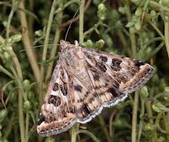 Attēlu rezultāti vaicājumam “Protoschinia scutosa”