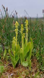 Attēlu rezultāti vaicājumam “Liparis loeselii bud”