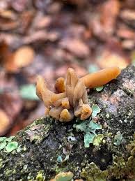 Attēlu rezultāti vaicājumam “Macrotyphula fistulosa var. contorta”