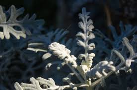 Image result for Cineraria maritima