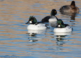Attēlu rezultāti vaicājumam “Bucephala clangula”