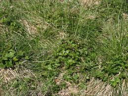 Attēlu rezultāti vaicājumam “Carterocephalus silvicolus”