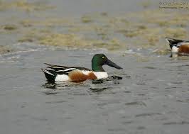 Attēlu rezultāti vaicājumam “Anas clypeata”