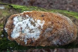 Attēlu rezultāti vaicājumam “Phellinus ferruginosus”