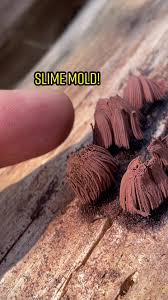 Attēlu rezultāti vaicājumam “Stemonitis splendens spores”