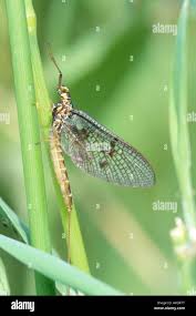 Attēlu rezultāti vaicājumam “Ephemera vulgata”