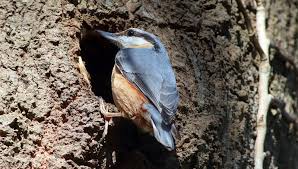 Attēlu rezultāti vaicājumam “Sitta europaea nest”