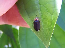 Attēlu rezultāti vaicājumam “Lampyridae”