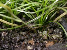 Attēlu rezultāti vaicājumam “Isoetaceae”