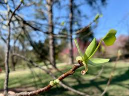 Attēlu rezultāti vaicājumam “Liriodendron tulipifera bud”