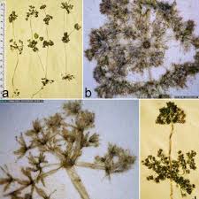 Attēlu rezultāti vaicājumam “Chara intermedia male”