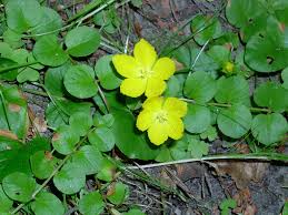 Image result for Lysimachia nummularia
