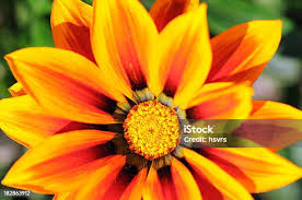 Image result for Gazanien