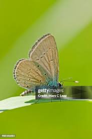 Attēlu rezultāti vaicājumam “Cupido minimus”