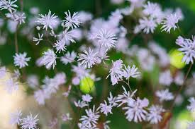 Attēlu rezultāti vaicājumam “Thalictrum flavum fruit”
