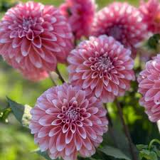 Image result for Dahlia hybrid.