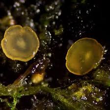 Attēlu rezultāti vaicājumam “Hyalorbilia inflatula”