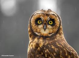 Attēlu rezultāti vaicājumam “Asio flammeus”