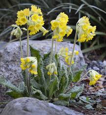 Attēlu rezultāti vaicājumam “Primula veris flower”